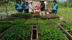 PT. MHM Serahkan Bantuan sarana alat Pertanian dan Bibit Holtikultura Tahap II kepada Kelompok Tani Hiningamoi