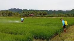 Pemdes Sidomulyo Wujudkan Program Sembada Pangan: Tanam Padi Seluas 7.500 M² untuk Memotivasi Generasi Muda Tani