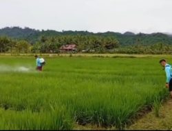 Pemdes Sidomulyo Wujudkan Program Sembada Pangan: Tanam Padi Seluas 7.500 M² untuk Memotivasi Generasi Muda Tani