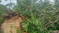 Pohon Petai Roboh Timpa Rumah, Pasangan Muda di Sungai Menang Selamat dari Maut