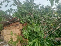 Pohon Petai Roboh Timpa Rumah, Pasangan Muda di Sungai Menang Selamat dari Maut